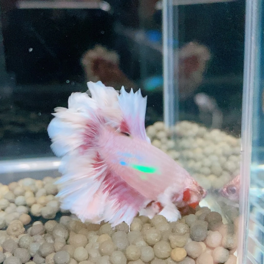 斗鱼热带鱼公cm342