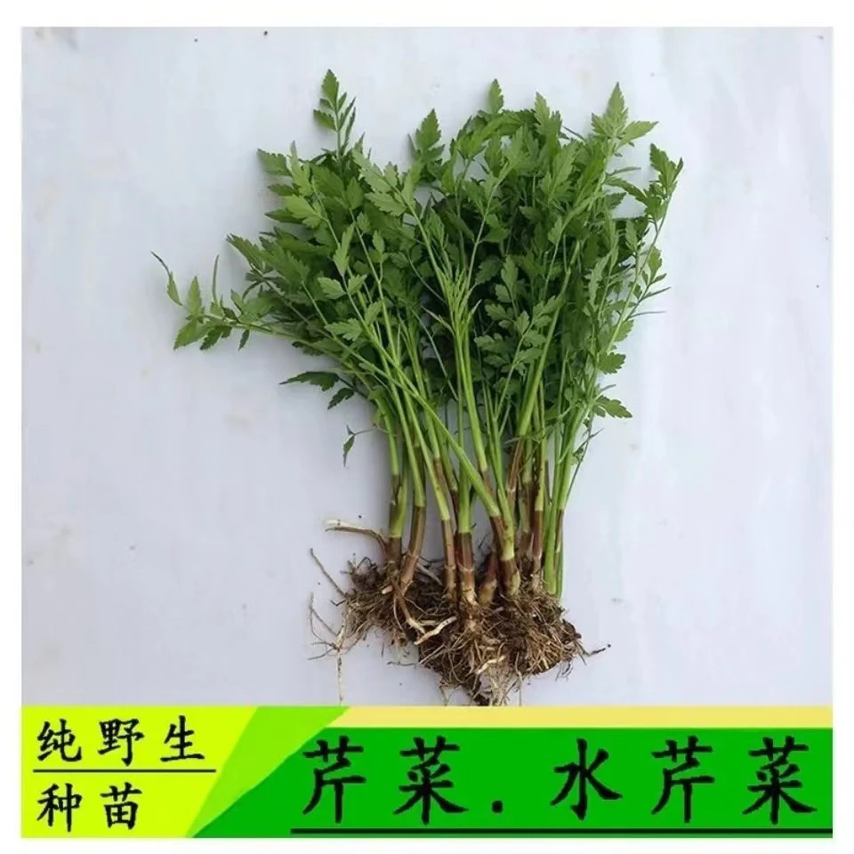 水芹菜 野生水芹 水培植物 可食 可绿化带四季水生植物水四季水芹