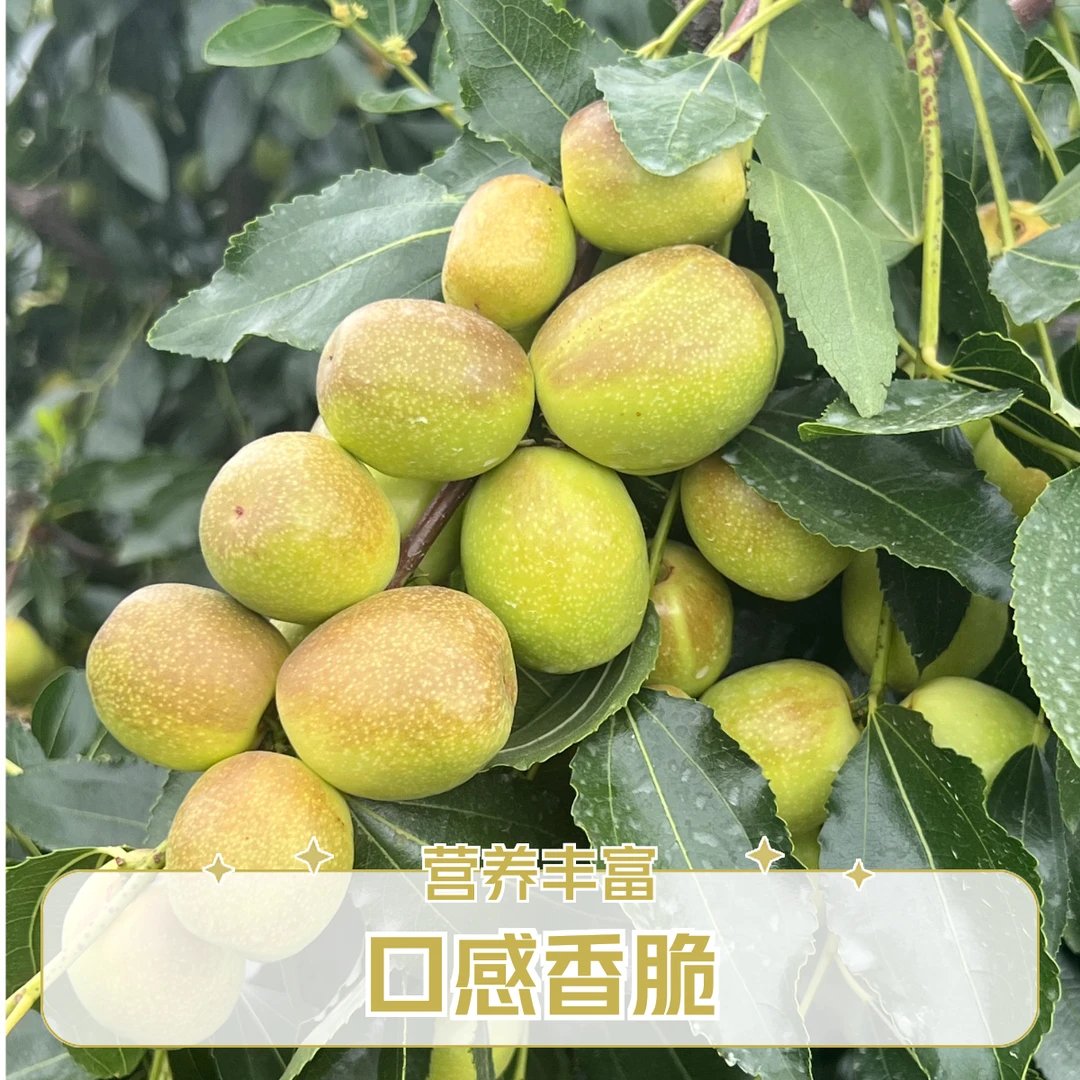 【邮政助农补贴】大理冬枣现摘纯甜无酸脆甜果多汁1-4斤当季产地