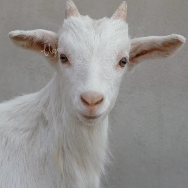 小山羊整羊36一市斤 现场称重改价+ 整扇/切块+100%腿排