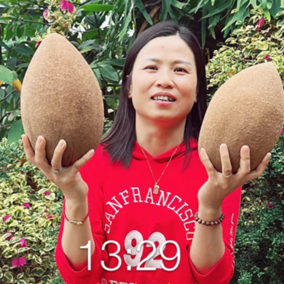 马梅果妈咪果开花大树：大果马嘉纳，潘婷，马来一号，大蜜红，洛里托