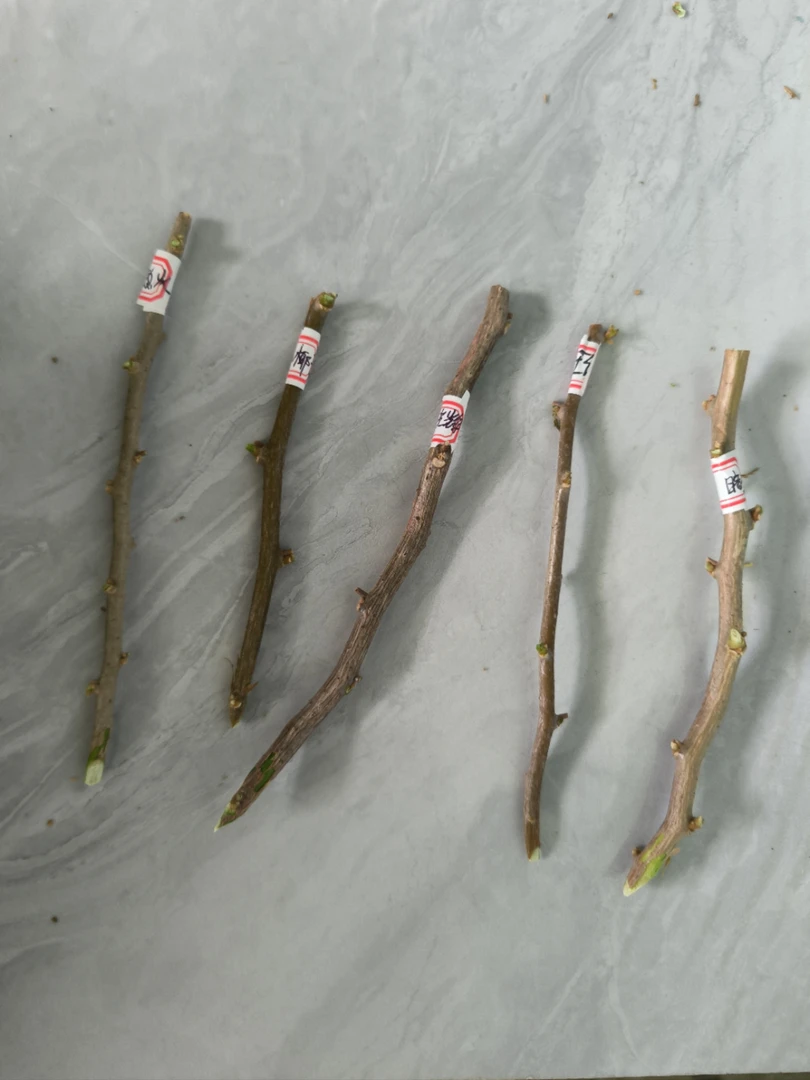 三角梅扦插枝条（新手必入五个品种，有粗有细）