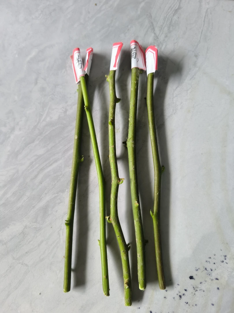 三角梅嫁接专用接穗（满20包邮有粗有细两根）