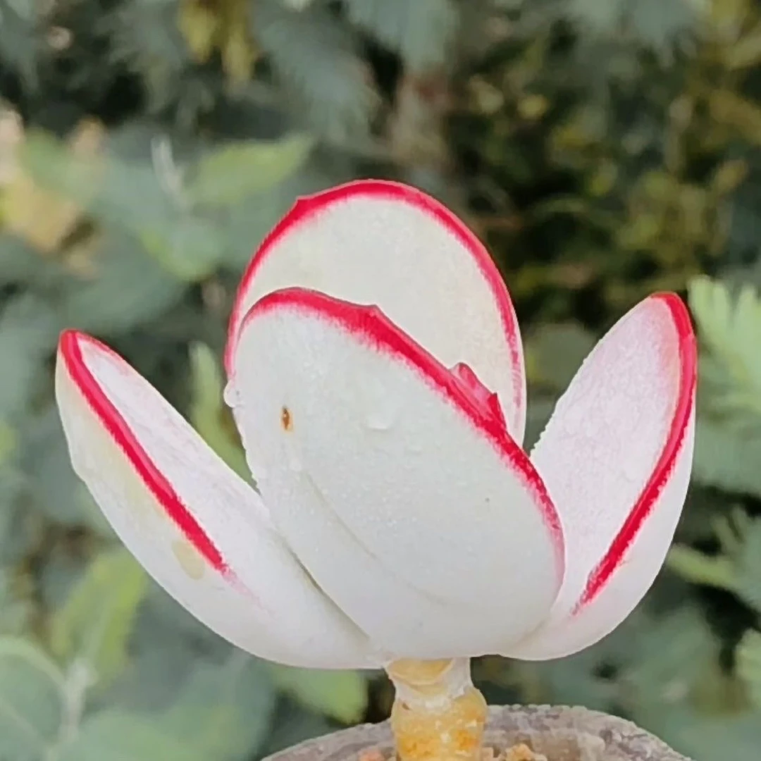 （一颗包邮）白眉 4-5cm 图片仅参考 多肉以直播间为准