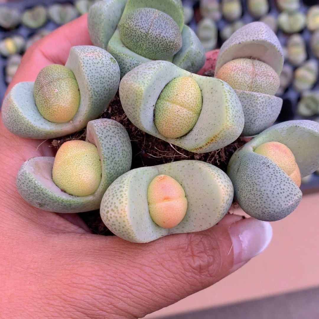 （满9.99包邮）绿元宝 金元宝 2-3cm 数量有限