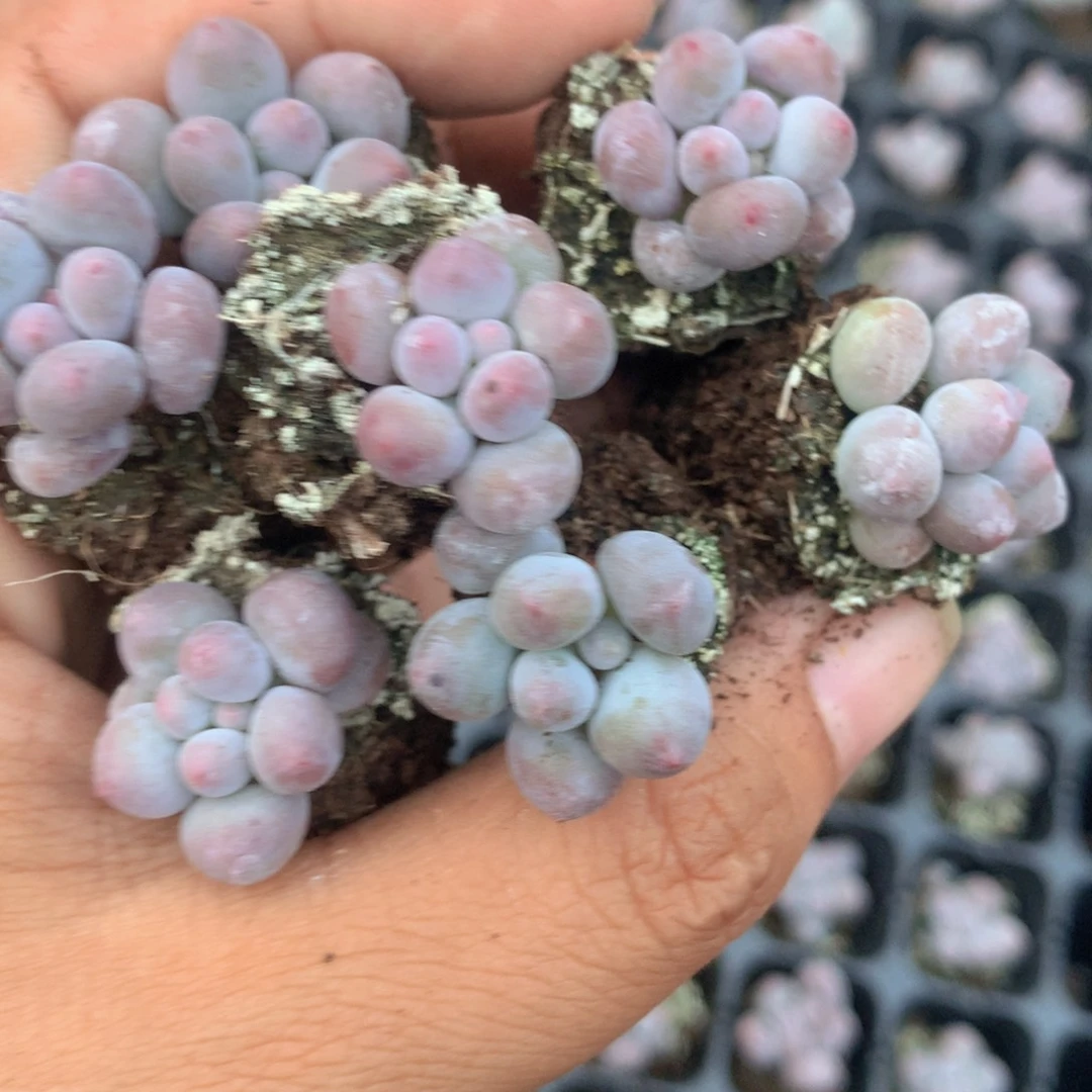 汤圆5颗包邮。满28 发7颗