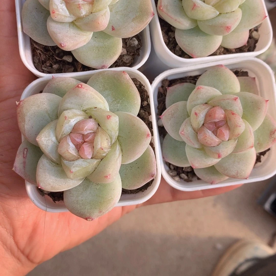 （一单包邮）白泽 5cm 盆 多肉植物 猫小姐多肉