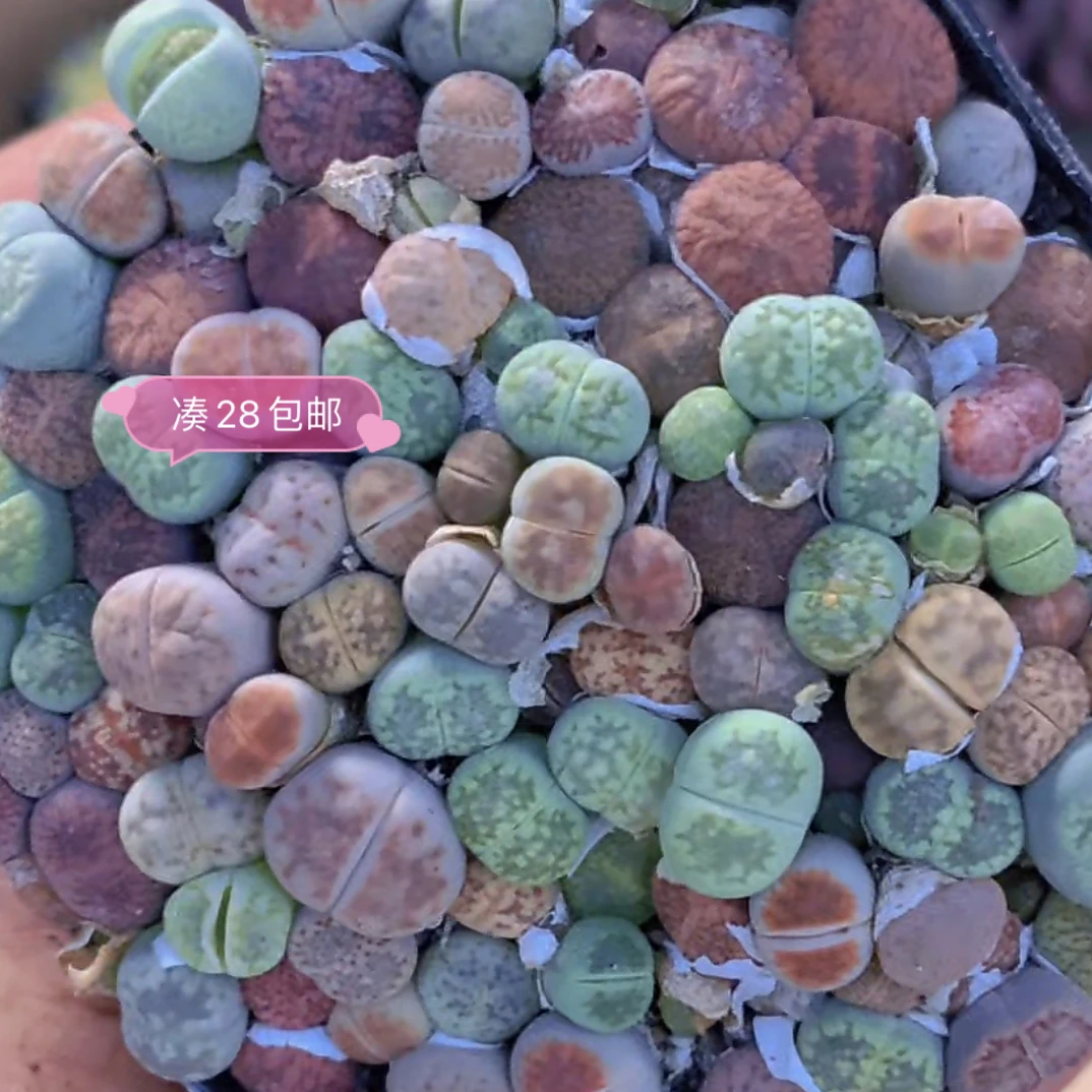 （一单包邮） pp 50颗 一盆 数量有限 猫小姐多肉