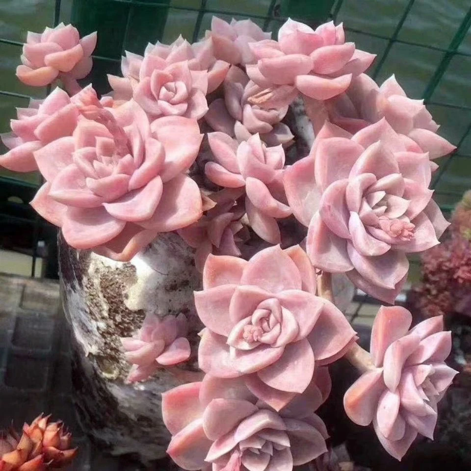 （1元包邮满18有赠品发货快）哈里沃森  多肉 3cm 图片仅参考 为准