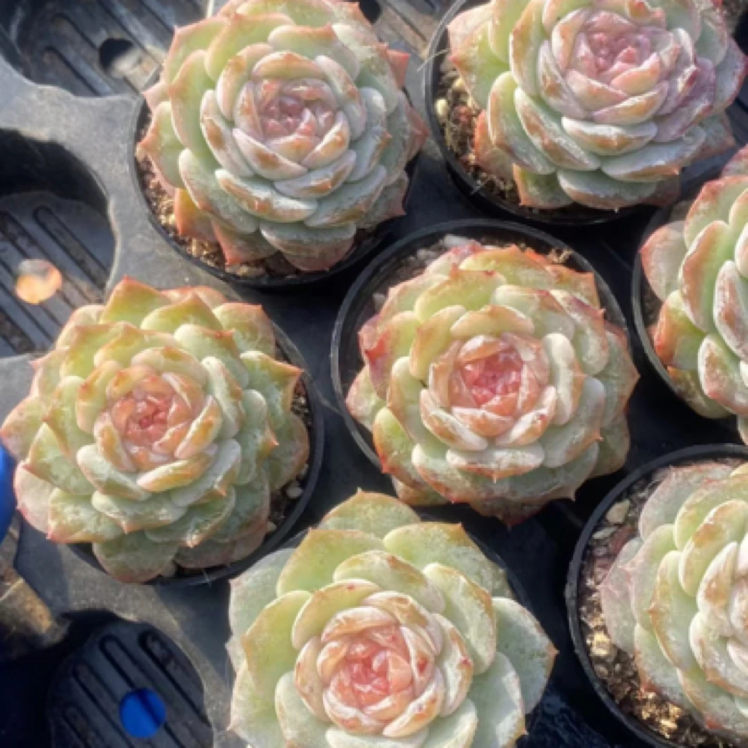 (一单包邮满18送赠品发货快)纯爱 起 多肉植物 3-4cm 以上