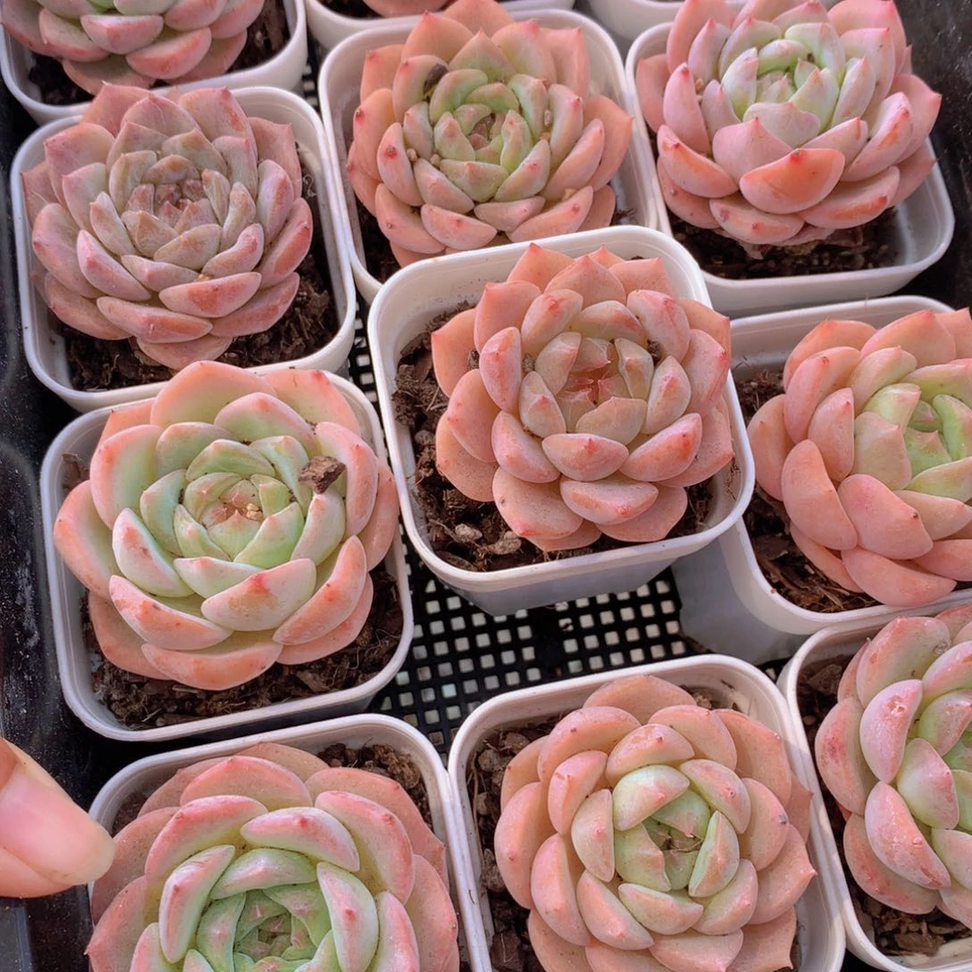 白方5cm。10个包邮。 满28发10个