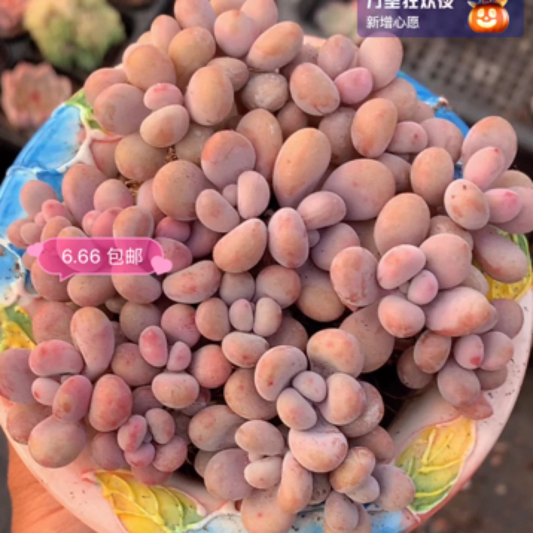 （满9.99元包邮）桃蛋 2cm 数量有限 图片仅参考以直播间为准