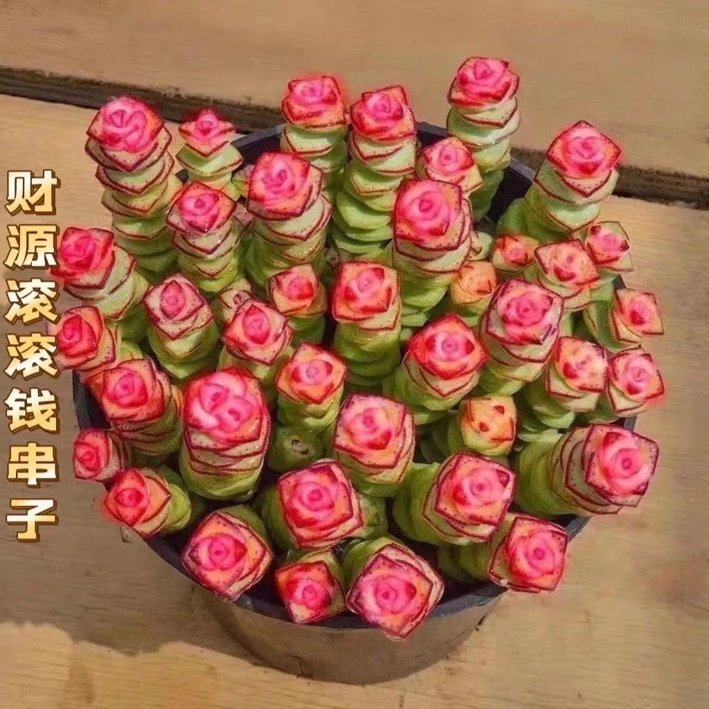 （一颗包邮） 钱串锦 6cm 多肉植物 猫小姐多肉