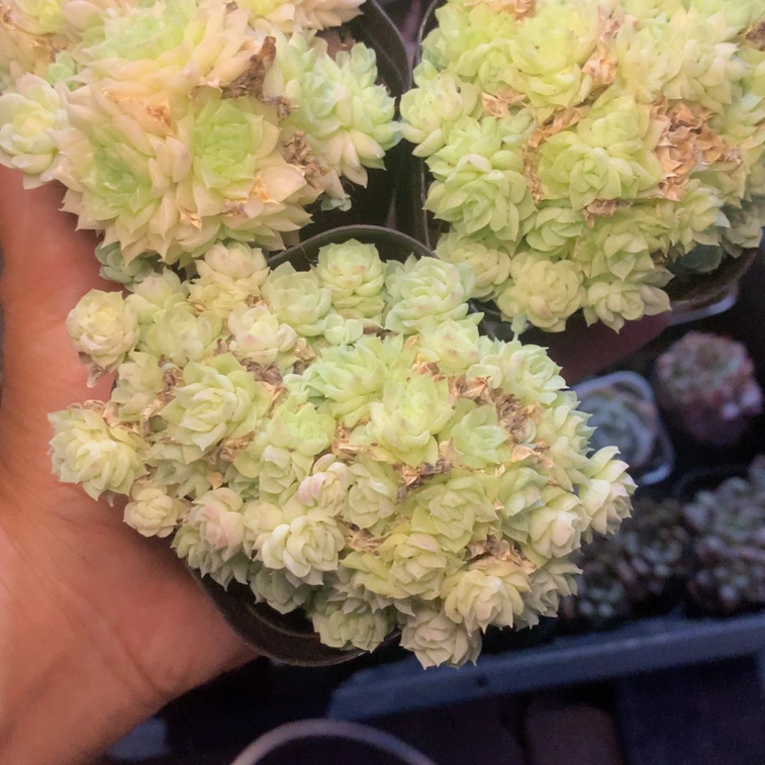 麦秆群。一单包邮