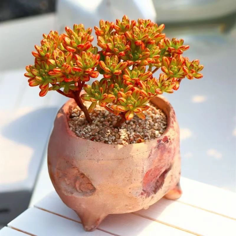 （一颗包邮）小人祭 小狐狸 5-6cm数量有限 多肉以直播间为准