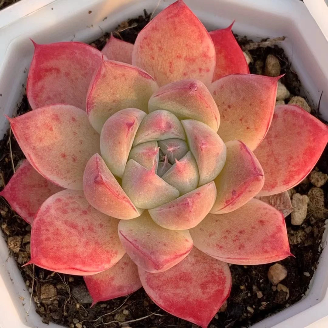 （一单包邮）如梦令 单 4-5cm 数量有限