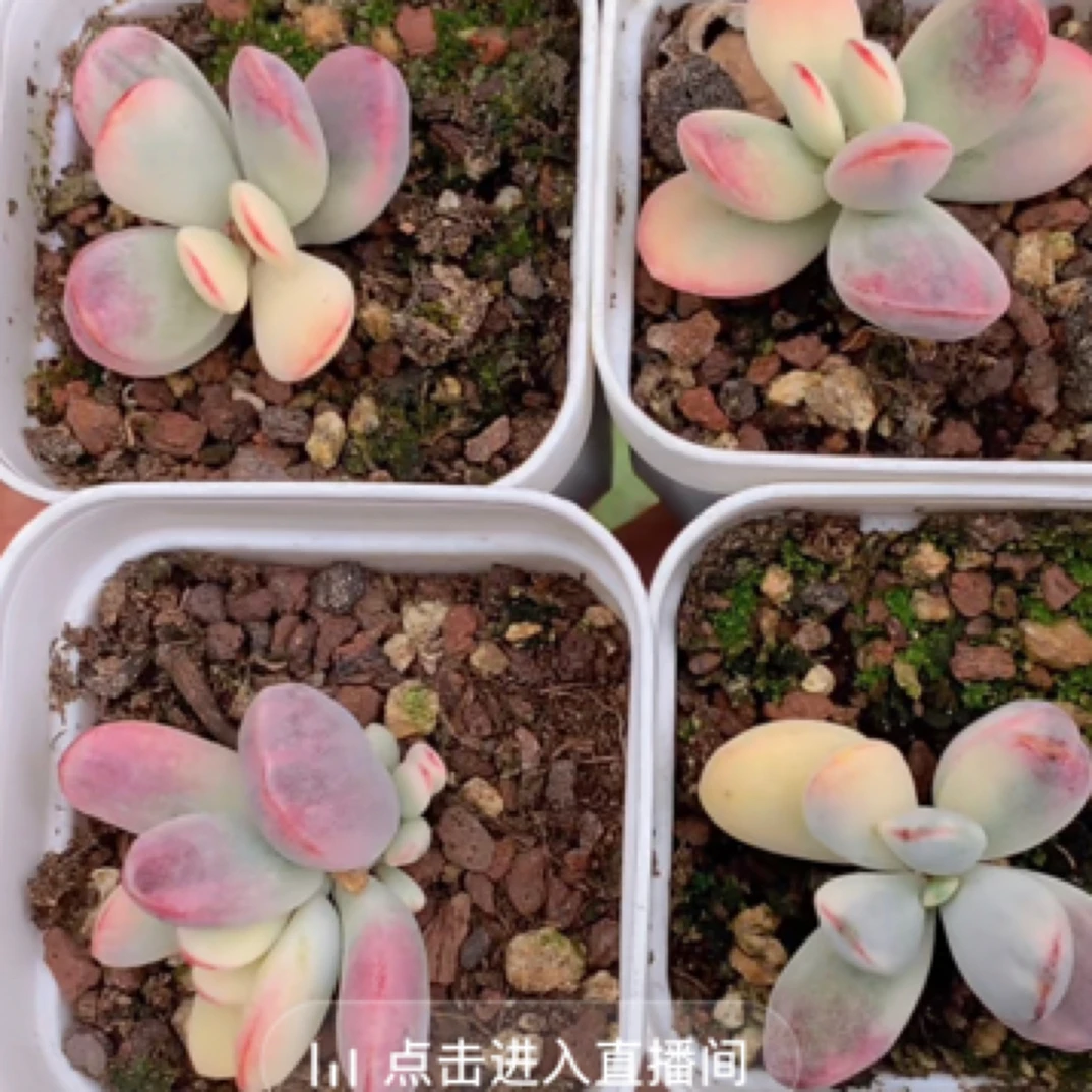 （1单包邮） 乒乓福娘锦 3-4cm  单头 数量有限 猫小姐多肉