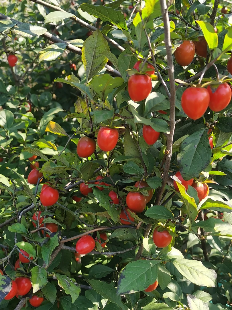 老鸦柿盆景绿植基地批发零售观果盆景