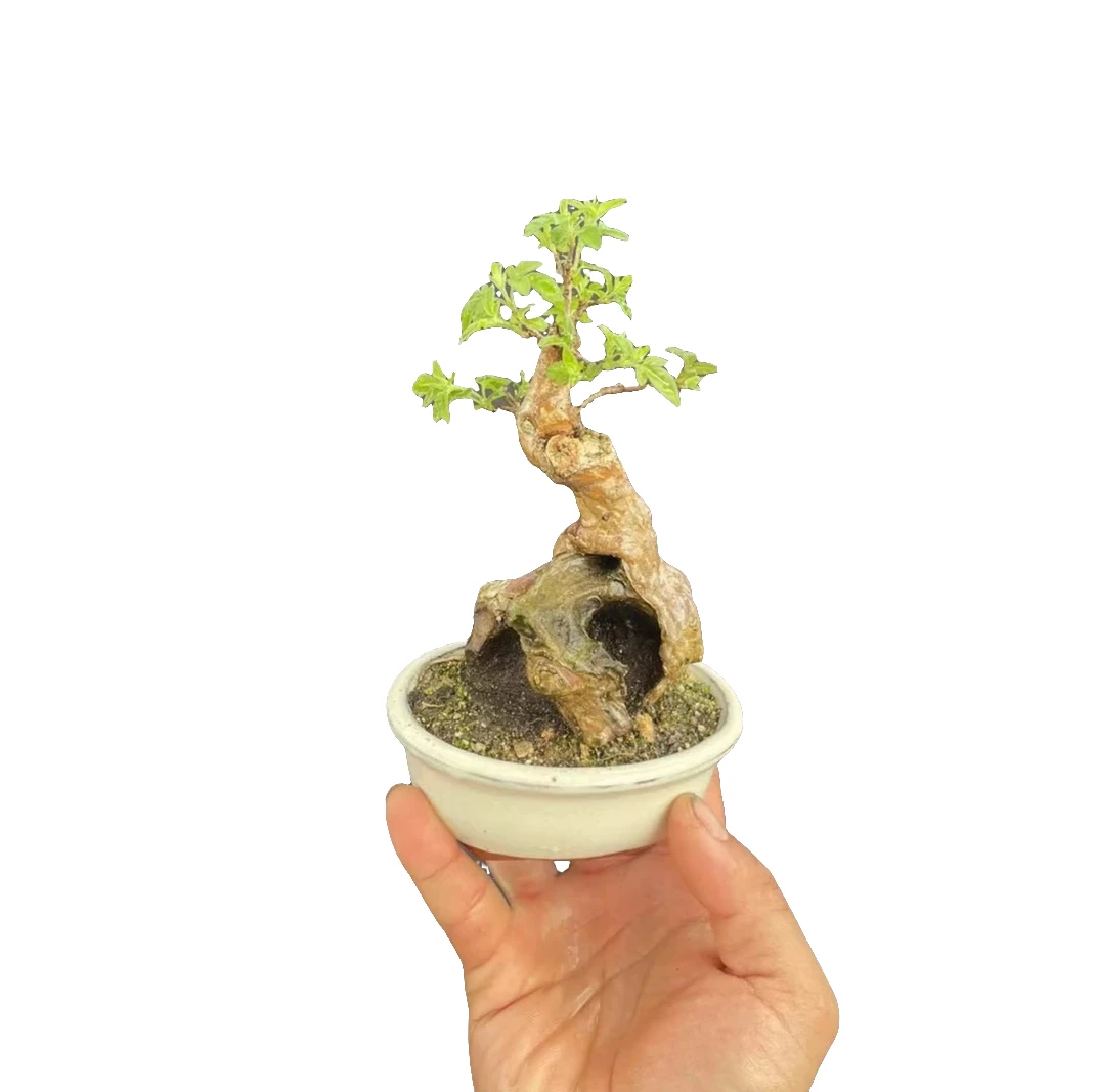 黄荆老桩一物一拍（直播选货，私拍随机发）