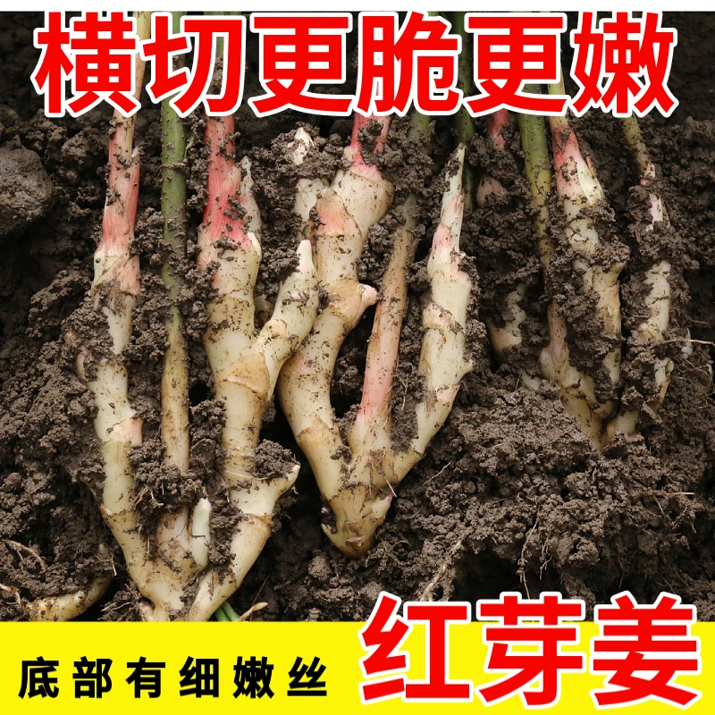 【红芽嫩姜】四川嫩姜嫩仔姜泡菜姜仔姜做醋泡泡姜现挖新鲜
