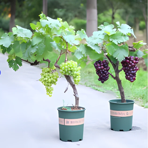 葡萄树苗特大可树形可爬藤果树盆栽庭院种植地栽盆景当年结果直播
