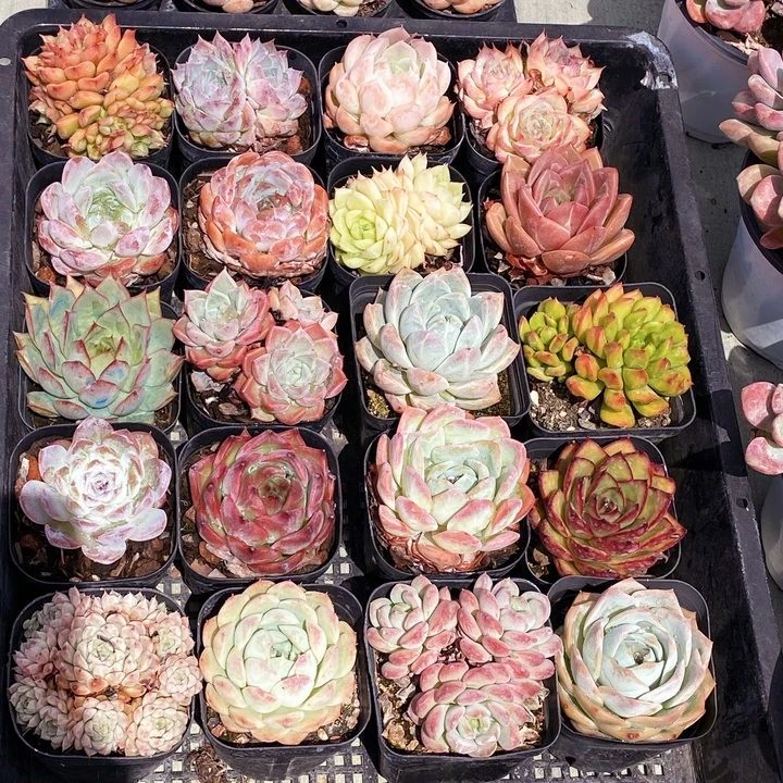 【浪漫七夕礼】10颗多肉组合套餐 【全场2单包邮】新手多肉植物好养