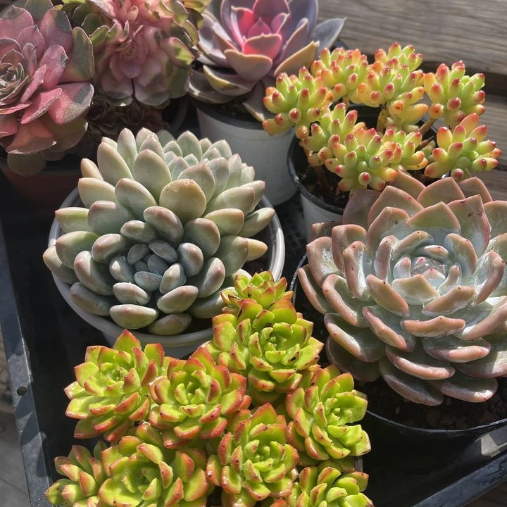 6颗大尺寸多肉组合 【全场2单包邮】多肉植物好养耐活基地直发低价