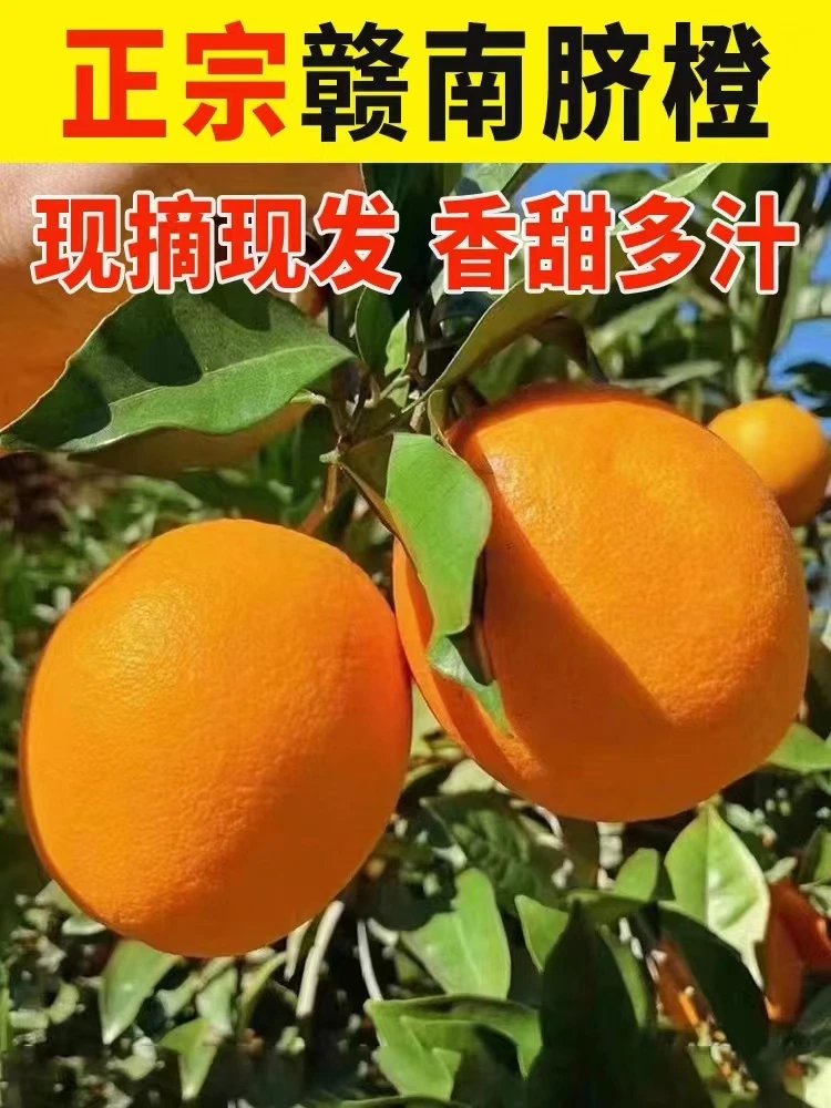 赣南脐橙10斤装精品果赣州橙子新鲜水果当季整箱现摘