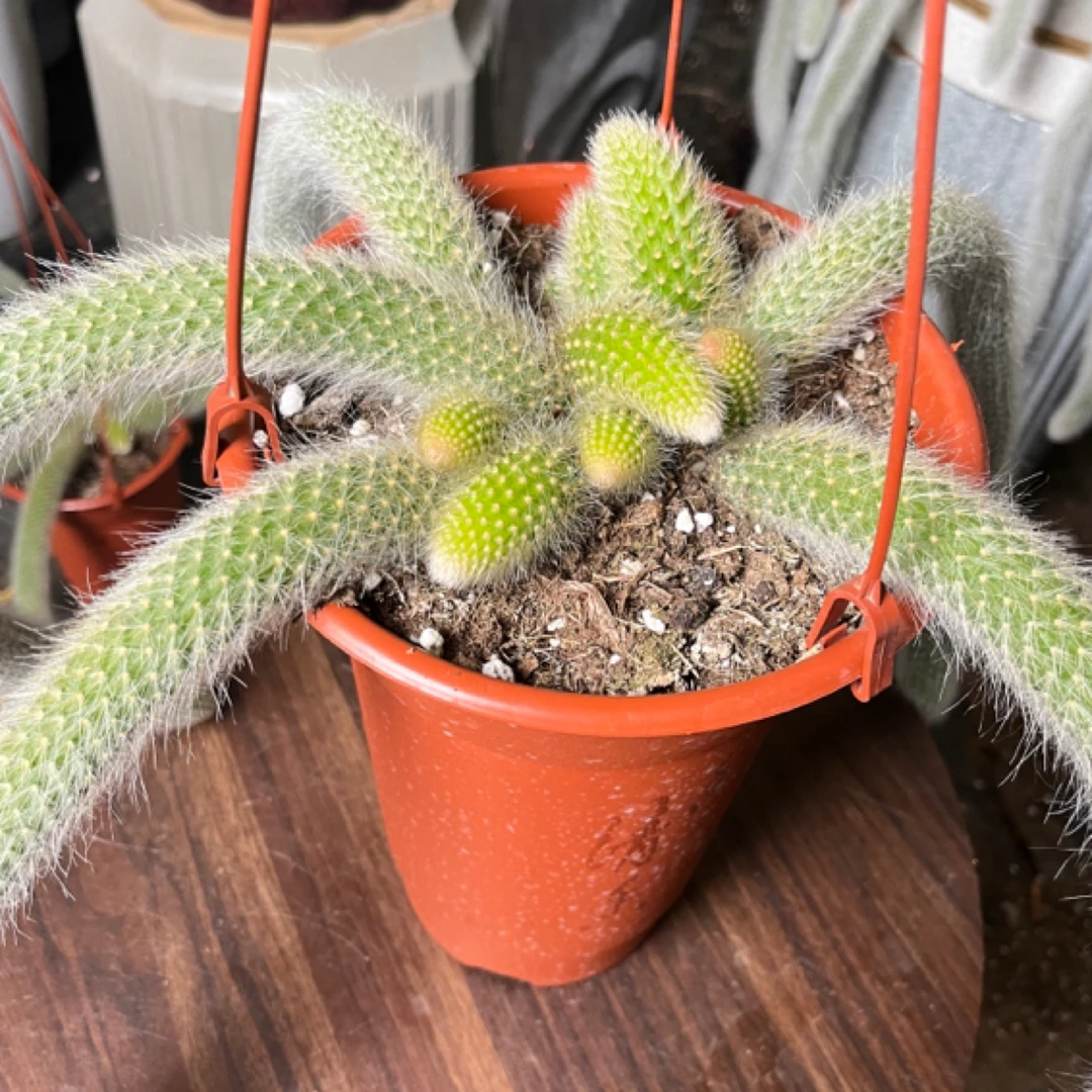 特价款九尾狐（一物一拍）脱土发货不带盆请勿盲拍