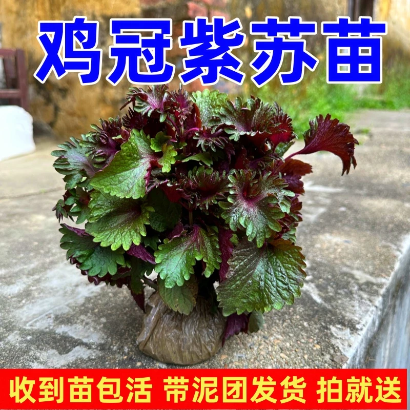 可食用紫苏苗田螺香农家皱叶带根带土鸡冠紫苏大叶紫苏幼苗盆栽