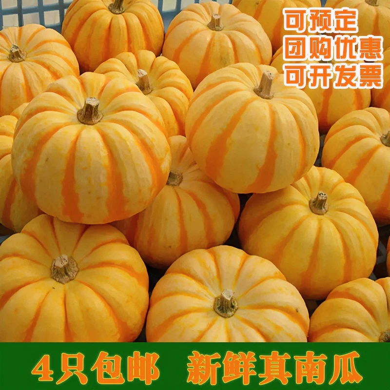 新鲜桔瓜金瓜迷你小南瓜贝贝金丝黄色太阳果真万圣节灯笼供佛观赏