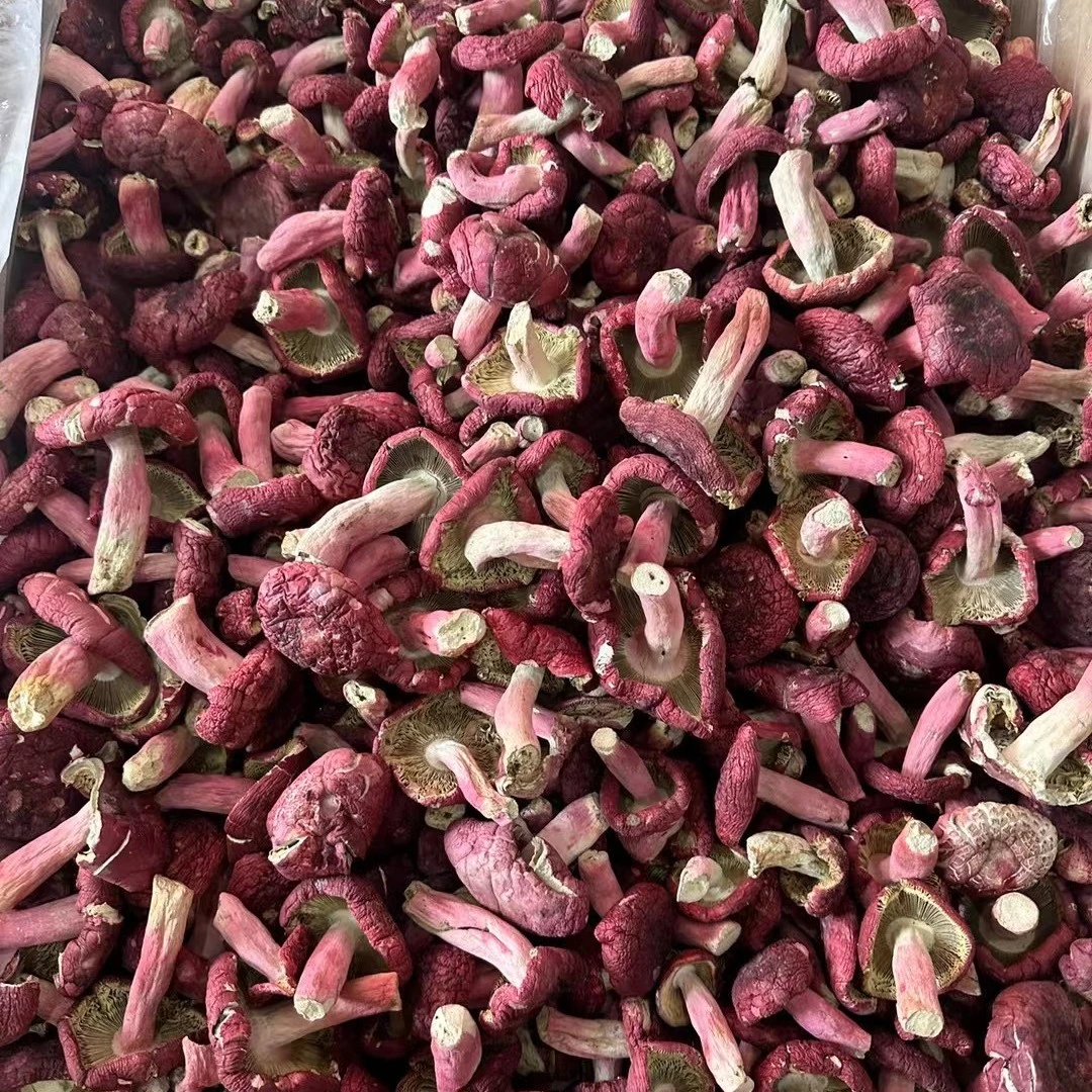 广西浪水红菇 月子菇 250g 正宗天然野生红菇 炖汤送礼今年新菇