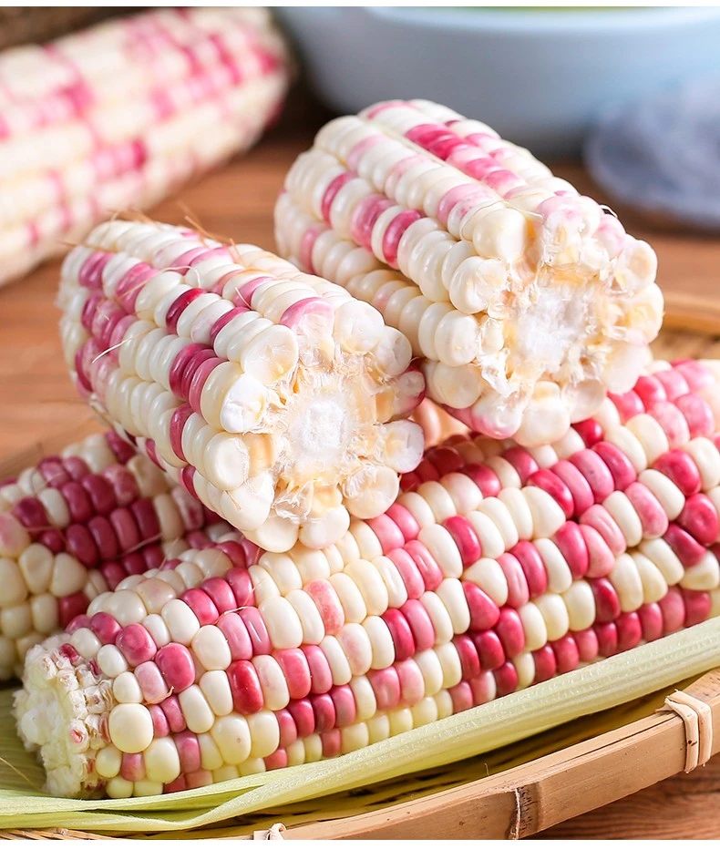 广西当季优质新鲜花糯玉米现摘清甜苞谷代餐1/3/5/8/9斤整箱包邮