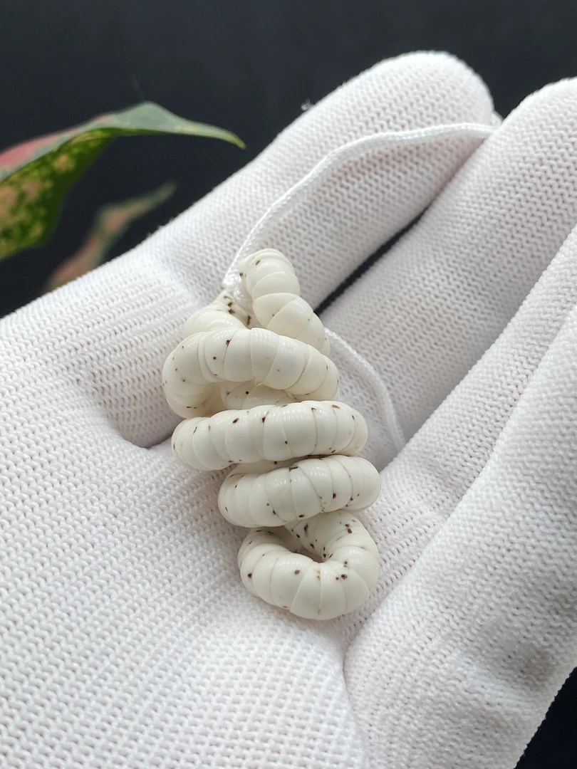 6mm原脂白星月大肠数星星