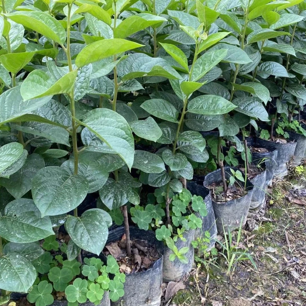 太秋甜柿杯苗，原土0.6-0.8粗