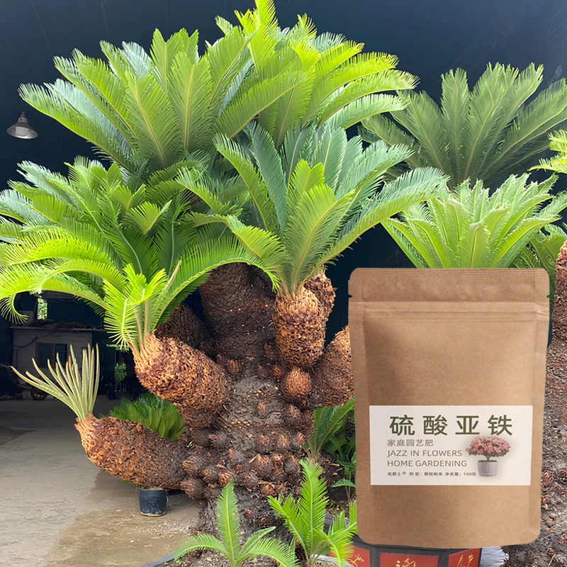 【拍2发3】花爵士铁树肥料硫酸亚铁黄叶干尖营养液苏铁盆景专用肥