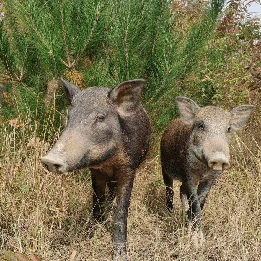 生态跑山猪现称现拍顺丰包邮
