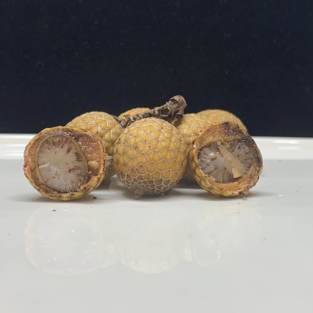 星月菩提子籽原料红藤批带壳海南毛感料天然原生态捌贰玖料散珠
