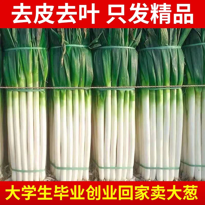 【整箱】新鲜大葱山东大葱大葱甜辣葱现摘农家包邮大葱