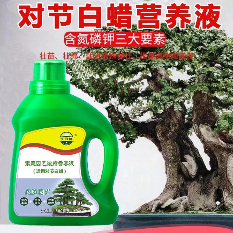 【送喷壶】对节白蜡适用营养液防黄叶烂根促长生根家用盆栽绿植肥