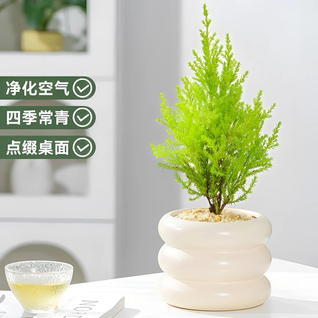 【香松·圣诞树】小香松盆栽放轻松绿植 四季常青室内客厅桌面好养活