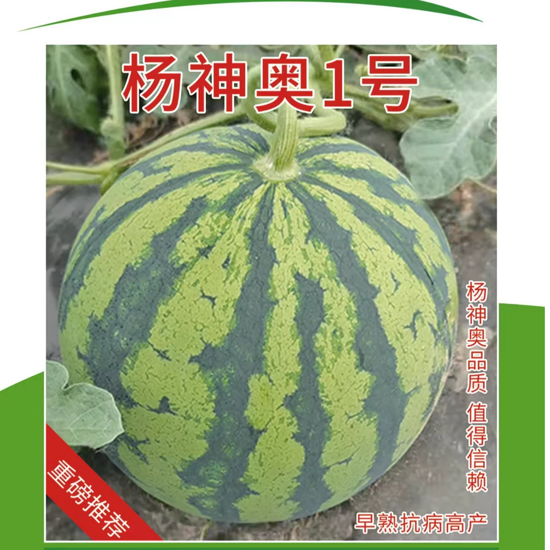 杨神奥1号/没有白皮瓜/高糖口感酥脆/入口即化/种子蔬菜种子