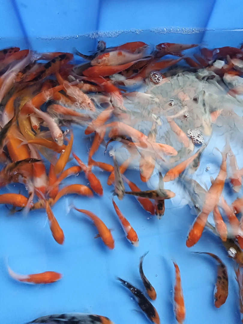 三色   奶牛锦鲤