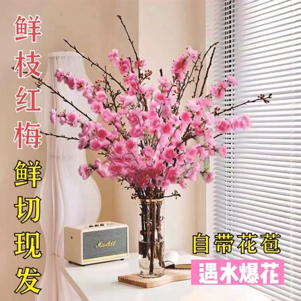 【年宵花卉】水培鲜枝红梅耐寒好养易活插水养鲜花阳台卧室水培花卉
