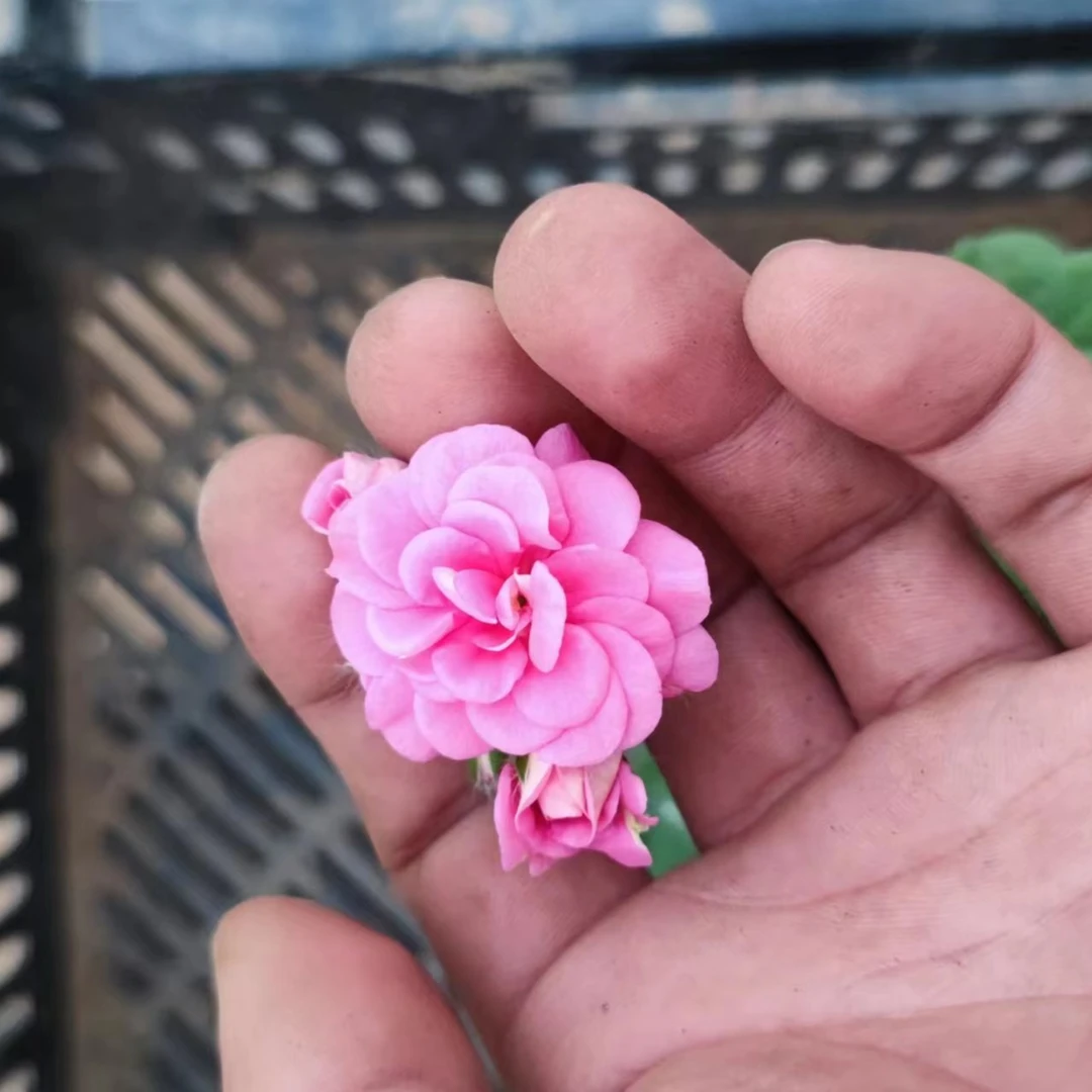 粉女巫重瓣天竺葵包邮