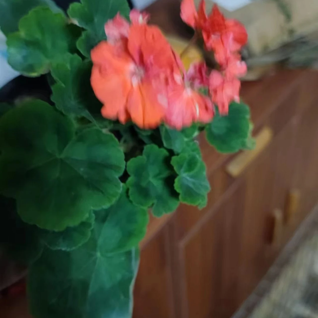 莫瑞直立系天竺葵重瓣