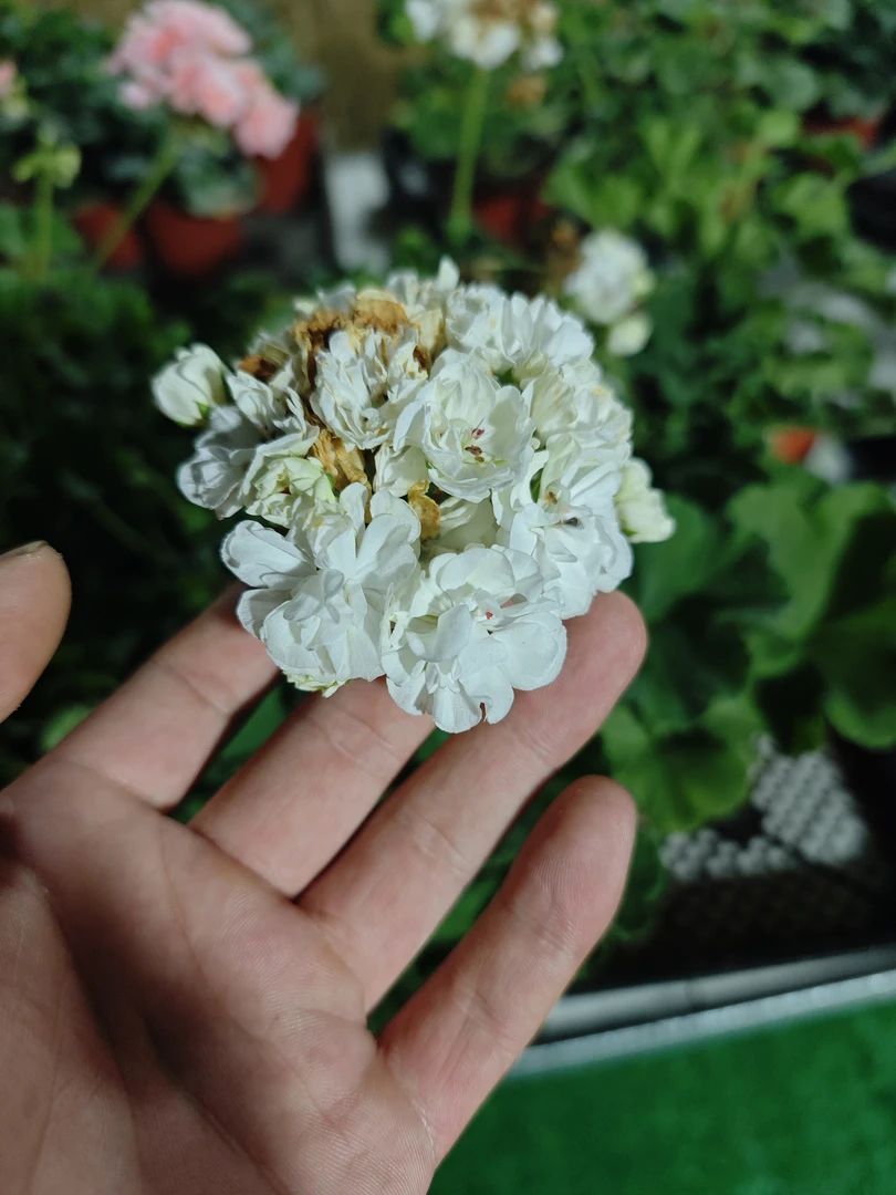 白珍珠大花球勤花系列天竺葵
