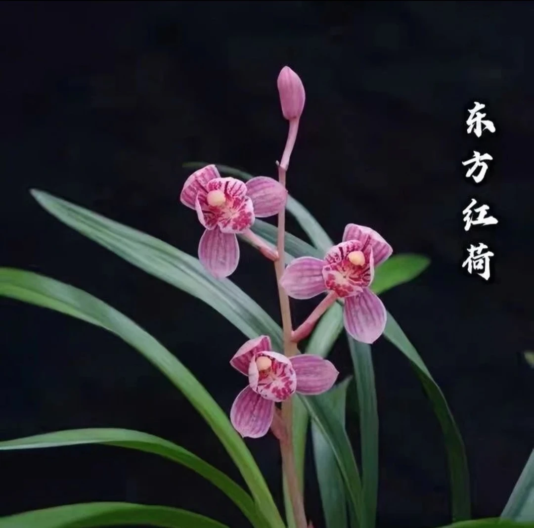 建兰（东方红荷）浓香型正格荷瓣 花期6-11月份