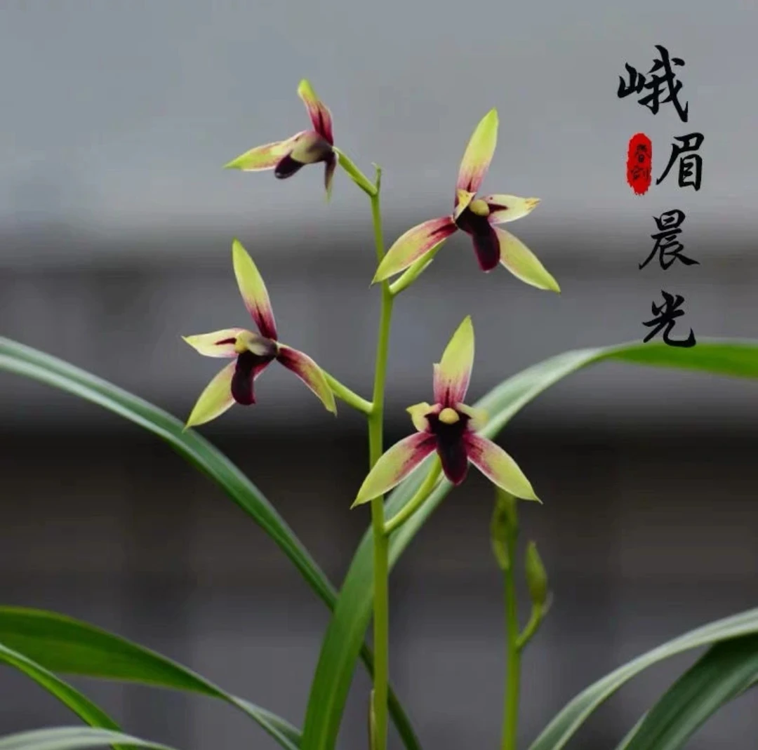 建兰（赤诚）峨眉晨光苗红花名品原生老种兰花苗客厅绿植花卉盆栽