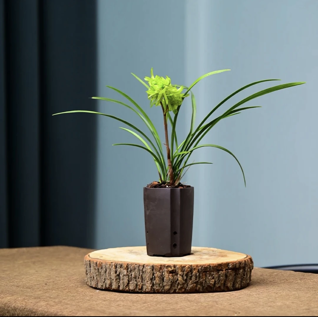 春兰（花开富贵）浓香型好养南方北方可养壮苗